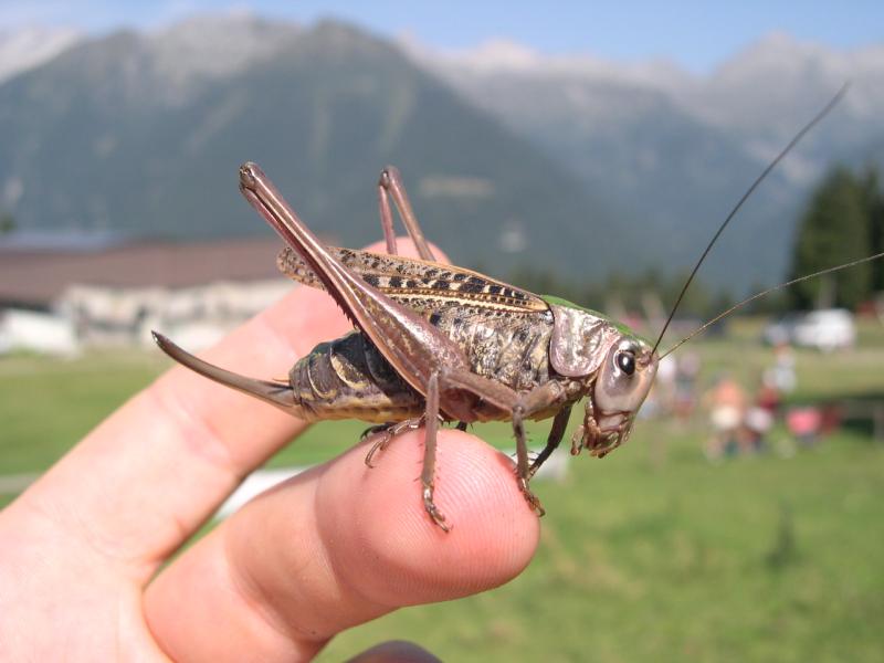 Decticus verrucivorus